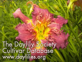 Daylily Dan Patch